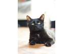 Adopt Zara a All Black Domestic Mediumhair / Domestic Shorthair / Mixed cat in