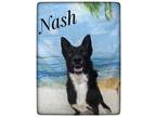 Adopt Nash a Siberian Husky / German Shepherd Dog / Mixed dog in Lagrange