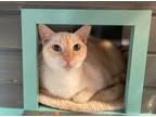 Adopt Paris a Siamese / Mixed (short coat) cat in Sebastian, FL (38427904)