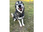 Adopt Boris a Black - with Tan, Yellow or Fawn Alaskan Malamute / Mixed dog in