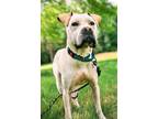 Adopt Gracie a White Shar Pei dog in South Bend, IN (38587029)