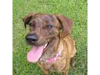 Adopt Ivy a Brindle Coonhound / Mixed dog in Pineville, MO (38628660)