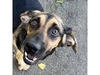Adopt Tinkerbell a Black German Shepherd Dog / Mixed dog in Omak, WA (38512932)