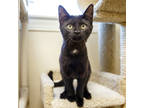 Adopt Belle a All Black Domestic Shorthair / Domestic Shorthair / Mixed cat in