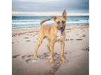 Adopt Dax a Tan/Yellow/Fawn Belgian Malinois / Mixed dog in Walterboro