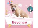 Adopt Beyonce a Tan/Yellow/Fawn Terrier (Unknown Type, Small) / Mixed dog in
