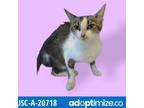 Adopt Kali a Brown or Chocolate Domestic Shorthair / Mixed cat in Tuscaloosa