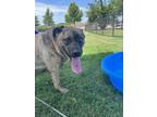 Adopt Tigger a Brindle Mixed Breed (Large) / Mixed dog in Dallas, TX (38502865)