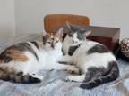 Adopt Agatha a Calico or Dilute Calico American Shorthair (medium coat) cat in