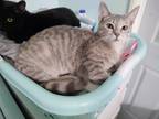 Adopt Darcy a Gray, Blue or Silver Tabby American Shorthair (short coat) cat in