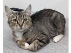 Adopt Pine a Brown or Chocolate Domestic Shorthair / Domestic Shorthair / Mixed