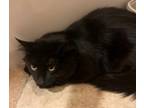 Adopt Ding Dong a All Black Domestic Mediumhair / Domestic Shorthair / Mixed cat