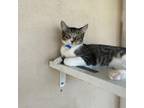 Adopt Ray- Working Cat a Gray or Blue Domestic Shorthair / Mixed cat in Laredo