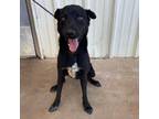 Adopt Remi a Black Labrador Retriever / Mixed dog in Stephenville, TX (38622617)