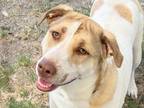 Adopt Betty a Tan/Yellow/Fawn Mixed Breed (Large) / Mixed dog in Georgetown