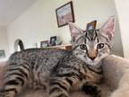 Adopt Mickey a Brown Tabby Domestic Shorthair (short coat) cat in Greensburg