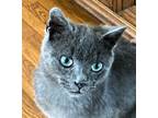 Adopt Zhiago a Gray or Blue Russian Blue (short coat) cat in Frederick