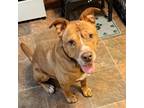 Adopt Simon a Tan/Yellow/Fawn American Pit Bull Terrier / Retriever (Unknown