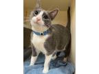 Adopt LOUIE a Domestic Shorthair / Mixed (short coat) cat in Little Rock