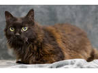 Adopt Daffy a Brown or Chocolate Domestic Longhair / Domestic Shorthair / Mixed