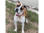 Adopt Apollo a Brown/Chocolate Boxer / Mixed Breed (Medium) / Mixed dog in