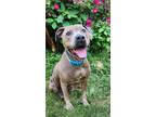 Adopt Amaranth a Gray/Blue/Silver/Salt & Pepper American Pit Bull Terrier /