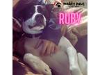 Adopt Ruby a Black - with White Akita dog in Council Bluffs, IA (38524787)