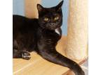 Adopt Onyx- Working Cat a All Black Domestic Shorthair / Mixed cat in Laredo