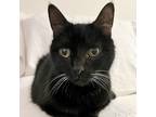 Adopt Shadow a All Black Domestic Shorthair / Mixed cat in Port Washington