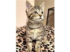 Adopt Puff a Tan or Fawn Tabby Domestic Shorthair (short coat) cat in