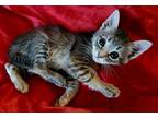 Adopt Ash a Gray, Blue or Silver Tabby American Shorthair (short coat) cat in