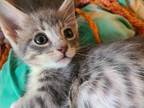 Adopt Bentley a Gray, Blue or Silver Tabby American Shorthair (short coat) cat
