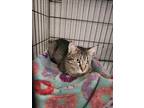 Adopt Chelsea Bun a Domestic Shorthair / Mixed (short coat) cat in Crocker