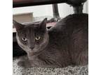 Adopt Luka a Gray or Blue Domestic Shorthair / Mixed cat in Kingman
