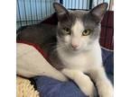 Adopt Liam a Gray or Blue Domestic Shorthair / Mixed cat in Englewood