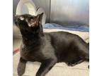 Adopt Tarence a All Black Domestic Shorthair / Mixed cat in Englewood