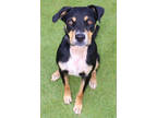 Adopt Oscar K97 6/30/23 a Black Australian Shepherd / Mixed dog in San Angelo