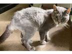 Adopt Stormie a Gray or Blue Domestic Mediumhair (medium coat) cat in Ashland
