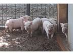 Adopt Miss Piggy's babies! a Pig (Potbellied) farm-type animal in Magnolia