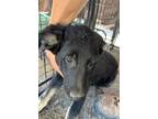 Adopt Simba a Black German Shepherd Dog / Mixed dog in Selma, CA (38358775)