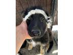 Adopt Rolly a Black German Shepherd Dog / Mixed dog in Selma, CA (38358776)