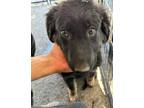 Adopt Fifi a Black German Shepherd Dog / Mixed dog in Selma, CA (38358779)