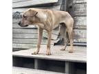 Adopt Spike a Tan/Yellow/Fawn Mixed Breed (Medium) / Mixed dog in Tuskegee