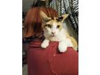 Adopt Nora a Calico or Dilute Calico Calico (short coat) cat in Mount Pleasant