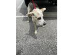 Adopt Eddie a White Mixed Breed (Medium) dog in Whiteville, NC (38354042)