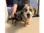 Adopt Blue a Merle Corgi dog in Whiteville, NC (38356909)