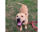 Adopt Alvin a Tan/Yellow/Fawn American Pit Bull Terrier / Mixed dog in Dallas