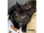 Adopt Petey a Black (Mostly) Domestic Shorthair (short coat) cat in Binghamton