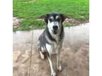 Adopt Everest a Brown/Chocolate - with White Husky dog in oklahoma city
