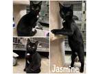 Adopt Jasmine a All Black Domestic Shorthair / Mixed (short coat) cat in